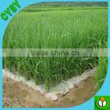 Best Selling Product Greenhouse Mulching Film/agricultural Mulch Film/biodegradable Mulch Film thumbnail-3