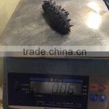 Dried Sea Cucumber/ Dried Salted Sea Cucumeber thumbnail-4