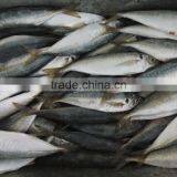 China-made Frozen Hot Sale Horse Mackerel Whole thumbnail-1