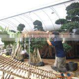 Trachycarpus Fortunei Cold Hardy thumbnail-1