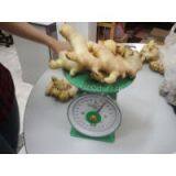 FRESH GINGER Ms Cindy, Website: Hoaimy.s35, Whatsapp: +84 868 704 600) thumbnail-2