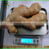 Air Dry Ginger:Give You the Best Price/best Quality thumbnail-2