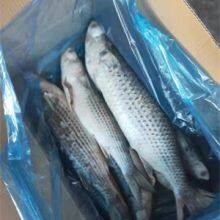 Mullet Fish / Grey Mullet, Mullet 1000-200 thumbnail-2