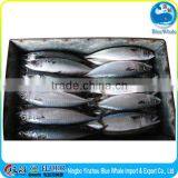 Frozen Pacific Mackerel New Fish Material 300-500g 400-600g