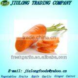 Chinese Hot-selling Fresh Carrot thumbnail-1