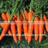 Supply Fresh Carrots in 250g thumbnail-1