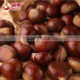 2016 Hot Sale Sweet Fresh Chestnut in Shell for Wholesale thumbnail-2