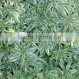 Sedum Species Silver Silver Sedum Sedum White Variegated