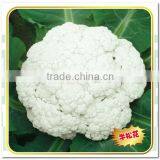 Half Loose High Yield Hybrid Cauliflower Seeds For Cultivation 55 Days thumbnail-1