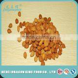 Bitter Apricot Kernel for Medicine/Snack Killer of Cancer thumbnail-3