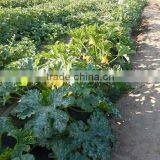 LATIFAH F1 Hybrid Squash Seeds thumbnail-2