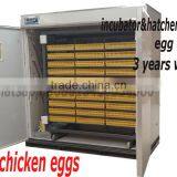 Chicken Egg Incubator Price,5000 Egg Incubator for Sale