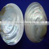 Polished Chinese MOP River SHELL Without Skin