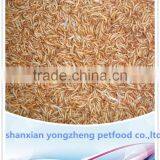 2.8cm Tenebrio Molitors&Dried Mealworms for Chicken Feed thumbnail-1