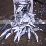 Seafrozen W/R Pacific Mackerel thumbnail-3