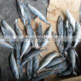 Size in 70-90g Frozen Saury thumbnail-1