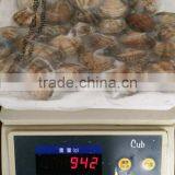 11-20PCS/LB IN SHELL SHORT NECKED CLAM FOR VACCUUM PACK thumbnail-2