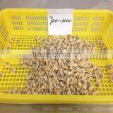 Tasty Best IQF Baby Clam Without Shell thumbnail-6