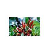 Capsanthin [30% ] UV(sales6 at Lgberry Dot Com Dot Cn) thumbnail-1