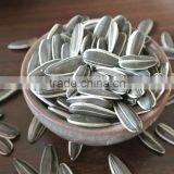Seeds for Harvest Chinese Sunflower Seeds, Oil Sunflower Seed Ton Price thumbnail-2