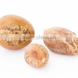 Shea Butter thumbnail-2