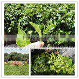 High Quality Tea Leaf Harvesting Machine for Sale thumbnail-1