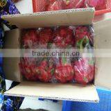 BEST PRICE FRESH DRAGON FRUIT thumbnail-5