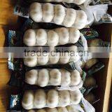 2015 China Garlic Price thumbnail-6