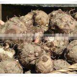 FDA Shirataki Spaghetti thumbnail-3