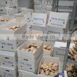 Fresh Air Dried Ginger thumbnail-5