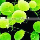 Manufacturer Supply 100% Natural Organic Chlorella Powder/Tablet thumbnail-2