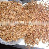 Chicken Farm Feed High Protein Mealworms thumbnail-5
