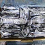China Frozen Pacific Saury 80-100g3# Size for Sale thumbnail-1