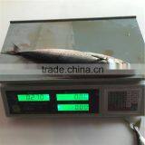 Fresh Catch Seafood of Mackerel Fresh and Frozen Mackerel Saba Exports thumbnail-1