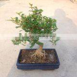 Zanthoxylum Bonsai thumbnail-1