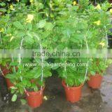 Allamanda Cathartica thumbnail-2