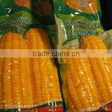 USA Frozen Yellow Sweet Corn Exporting Vietnam thumbnail-3