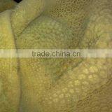 Frozen Buffalo Honey Comb thumbnail-1