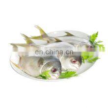 Wholesale Golden Pompano Frozen Golden Pompano Fish Golden Pomfret thumbnail-3