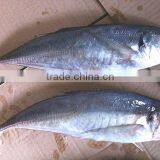 Horse mackerel IQF Seafood