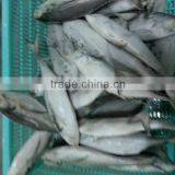 Horse Mackerel thumbnail-1