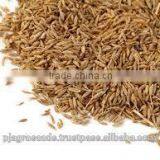 Cumin 99% Pure thumbnail-4