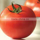 Zhenjiang High Quality Instant Spray Dried Tomato Powder for Meat thumbnail-1