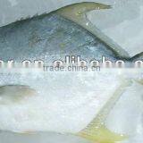 Frozen Golden Pompano thumbnail-1