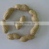 Delicious Organic Taste Peanut in Shell thumbnail-2