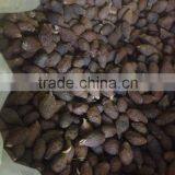 Dried Malva Nut