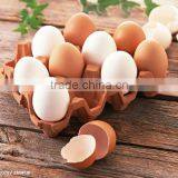 Promotion Egg Cooker for Gift LG-311 China thumbnail-3