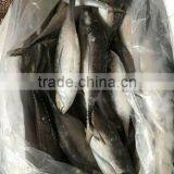Frozen Jack Mackerel Fish for Sale thumbnail-1