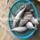 Frozen Firgate Tuna Frigate Tuna Seafood for Market thumbnail-1