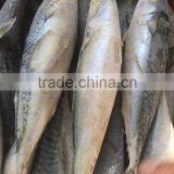 Grade A , SEAFROZEN PACIFIC MACKEREL SIZE 500+ thumbnail-4